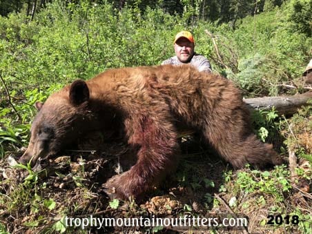 Wyoming Spring Black Bear hunting guide Trophy Mountain Outfitters