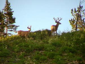 Wyoming Mule Deer Hunt Scouting